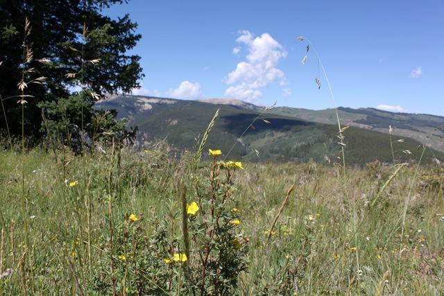 A scenic view of a meadow with wildflowers, including yellow blooms, surrounded by tall grasses. In the background, rolling hills and mountains are visible under a clear blue sky with a few clouds. Doctor Park mountain bike trail.