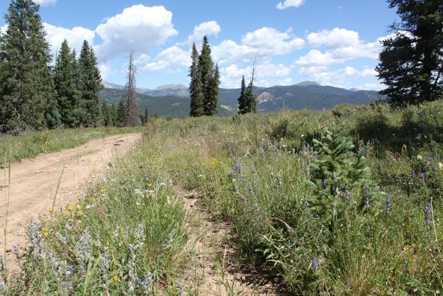 A scenic view of a dirt road winding through a meadow filled with wildflowers and tall grasses, framed by evergreen trees. In the background, rolling mountains are under a bright blue sky dotted with fluffy white clouds. Doctor Park mountain bike trail.