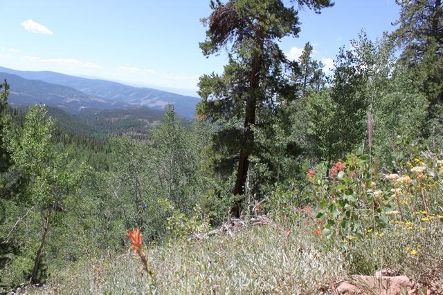 A scenic view of a mountainous landscape featuring a foreground of vibrant wildflowers and greenery, with a backdrop of rolling hills and distant mountains under a clear blue sky. Doctor Park mountain bike trail.