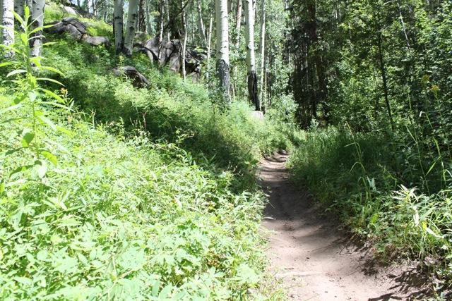 A narrow dirt path winding through a lush forest, flanked by tall green grass and vibrant foliage, with aspen trees in the background and rocky outcrops partially visible. Sunlight filters through the trees, illuminating the trail. Doctor Park mountain bike trail.