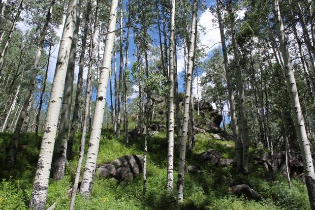 A lush forest scene featuring tall, slender aspen trees with white bark, set against a backdrop of green foliage and rocky terrain. Bright blue skies with fluffy clouds peek through the tree canopy, creating a vibrant and inviting atmosphere. Doctor Park mountain bike trail.