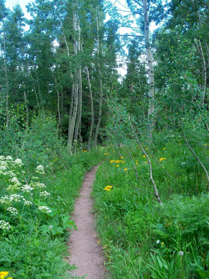 A narrow dirt path winds through a lush green forest, lined with tall aspen trees and vibrant wildflowers, including yellow and white blooms. The scene is tranquil and invites exploration, with dappled sunlight filtering through the leaves above. Dyke mountain bike trail.