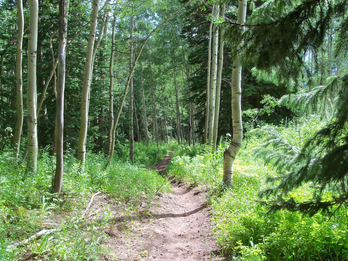 A dirt trail winding through a lush forest of tall, slender aspen trees and vibrant greenery under bright sunlight. Dyke mountain bike trail.