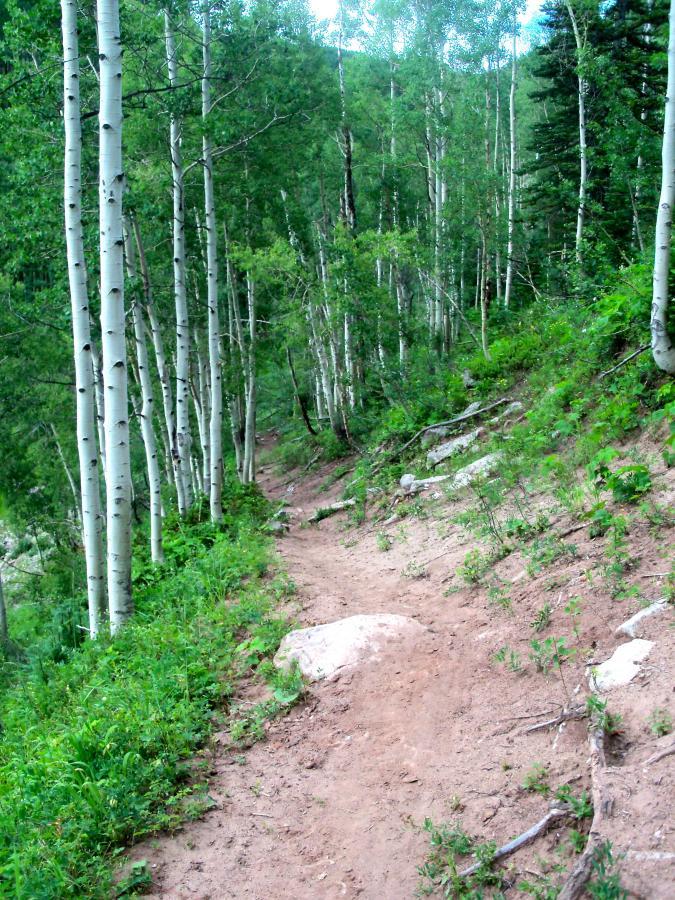 A narrow dirt path winding through a lush forest of tall aspen trees and dense greenery, with rocks and vegetation along the sides. Dyke mountain bike trail.