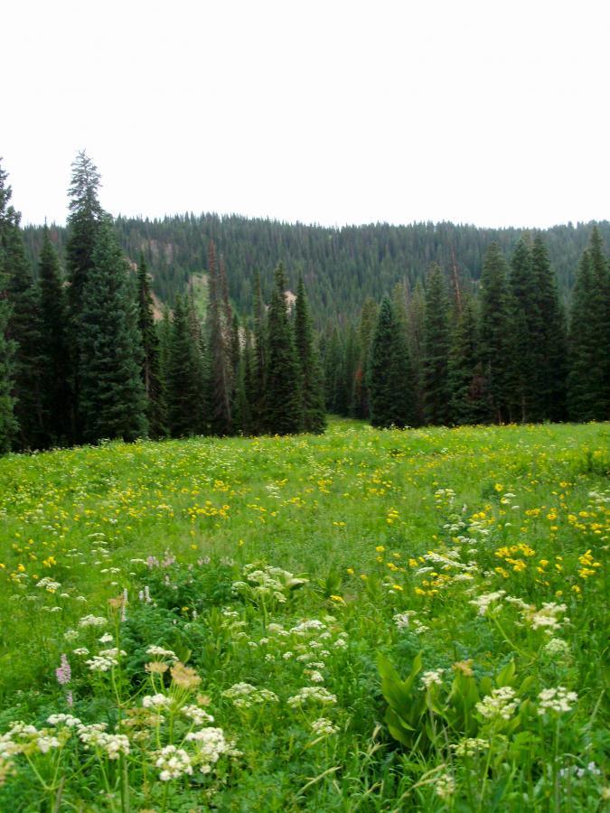 A vibrant green meadow filled with a variety of wildflowers, set against a backdrop of tall evergreen trees and rolling hills. The scene is lush and colorful, showcasing shades of yellow and white flowers amidst the greenery, under a cloudy sky. Dyke mountain bike trail.