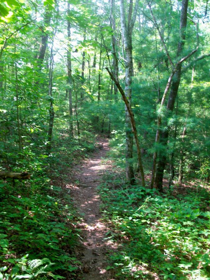A narrow dirt trail meanders through a lush green forest, surrounded by dense trees and underbrush. Sunlight filters through the leaves, creating a serene and inviting atmosphere for hikers. Hanging Dog mountain bike trail.
