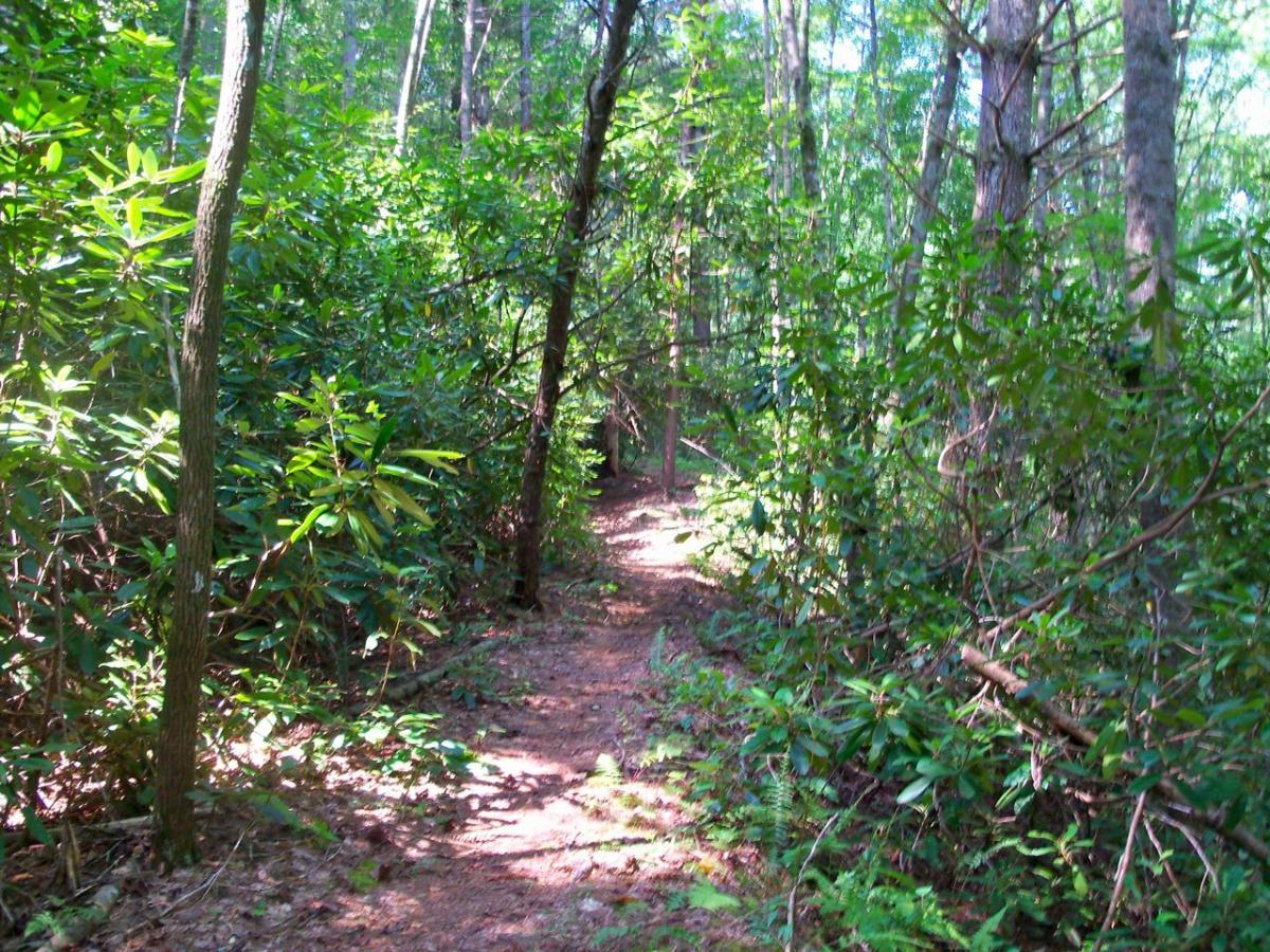 A narrow dirt path winding through a lush green forest with tall trees and dense underbrush, illuminated by dappled sunlight filtering through the leaves. Hanging Dog mountain bike trail.