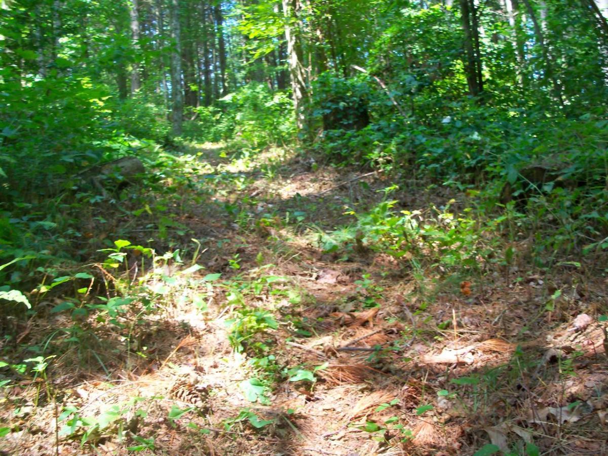 A sunlit forest path surrounded by greenery, with scattered pine needles and small plants lining the trail. The path leads into a dense thicket of trees and foliage, creating a serene and natural atmosphere. Hanging Dog mountain bike trail.