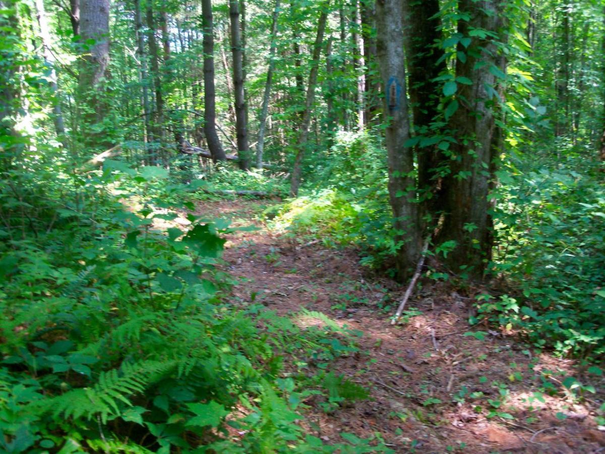 A serene forest trail surrounded by lush greenery, tall trees, and ferns. The path winds gently through the woods, illuminated by dappled sunlight filtering through the leaves. Hanging Dog mountain bike trail.