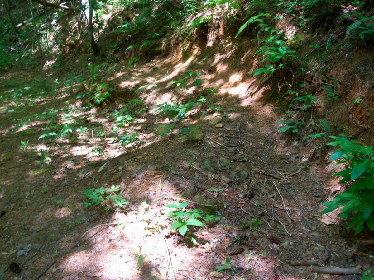 A wooded pathway with a mix of sunlight and shadow, surrounded by lush green foliage, small plants, and forest floor debris. The trail is slightly elevated with a gentle slope, showing signs of natural growth and earthy tones. Hanging Dog mountain bike trail.