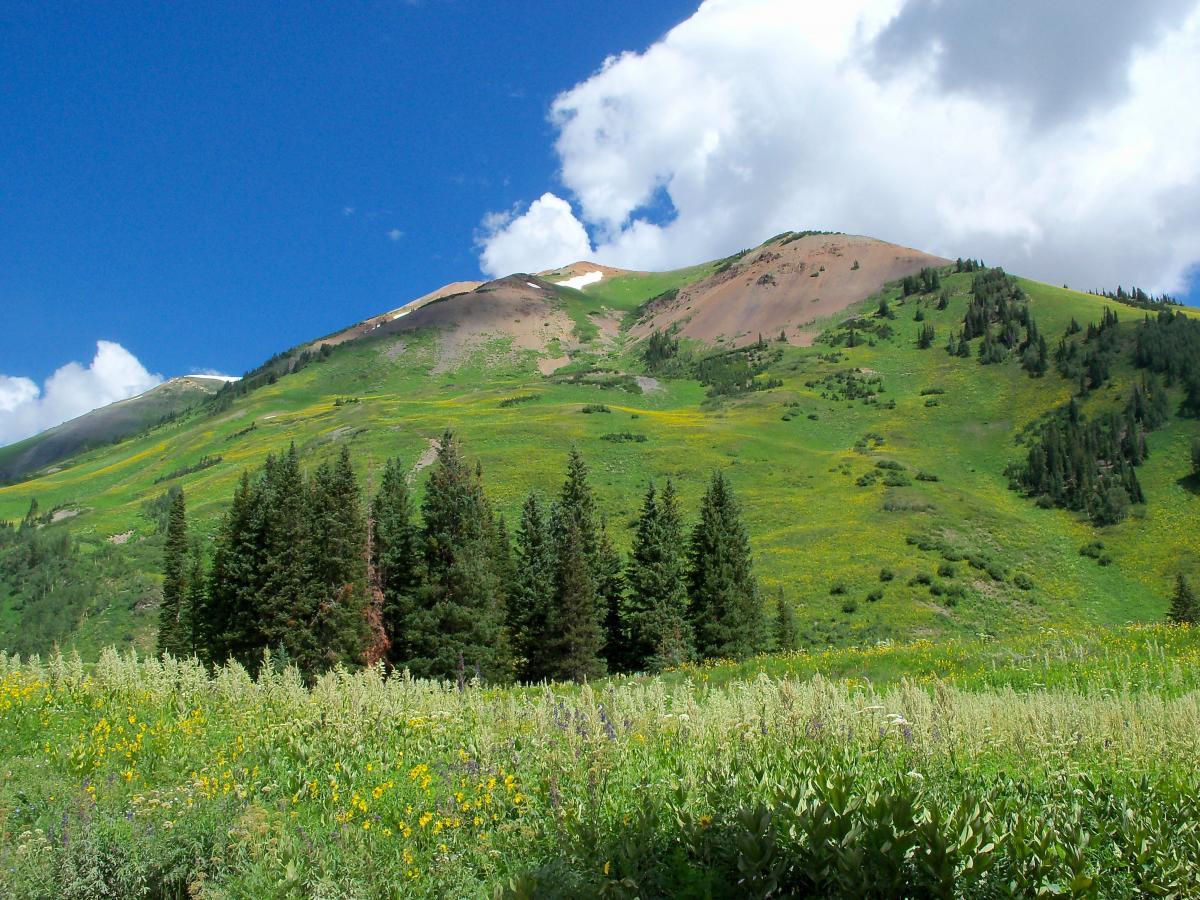 A scenic landscape featuring a mountain with a mix of green hills and patches of colorful wildflowers in the foreground, framed by a blue sky with white clouds. Dense evergreen trees are visible at the base of the mountain, adding to the natural beauty of the scene. Trail 401 mountain bike trail.