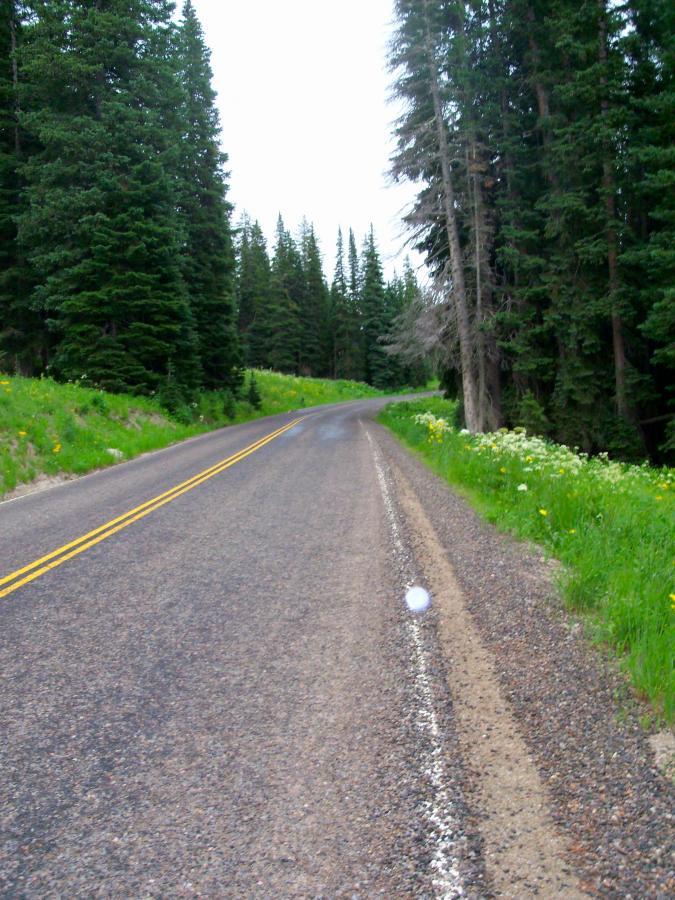 A winding road surrounded by tall evergreen trees and green grass, with a median line indicating the lanes. Wildflowers can be seen along the roadside, under a cloudy sky. The scene suggests a serene natural environment. Dyke mountain bike trail.