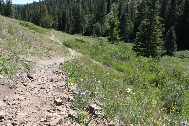 A winding dirt trail surrounded by vibrant wildflowers and lush greenery, leading through a forested area. The path is rocky in places, with a backdrop of tall pine trees and a clear blue sky. Monarch Crest Trail mountain bike trail.