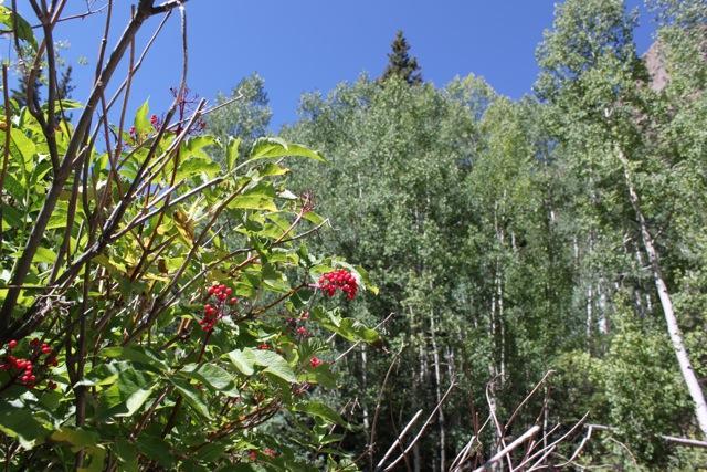 A vibrant display of red berries on a bush in the foreground, with a backdrop of tall, leafy green trees under a clear blue sky. Monarch Crest Trail mountain bike trail.