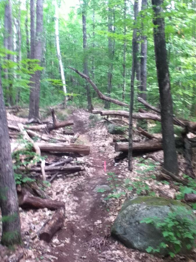 A narrow hiking trail winding through a wooded area, surrounded by green trees and fallen logs. The ground is covered with leaves, and a small pink flag marks the path. A large rock is visible on the right side of the trail. Pine Ridge mountain bike trail.
