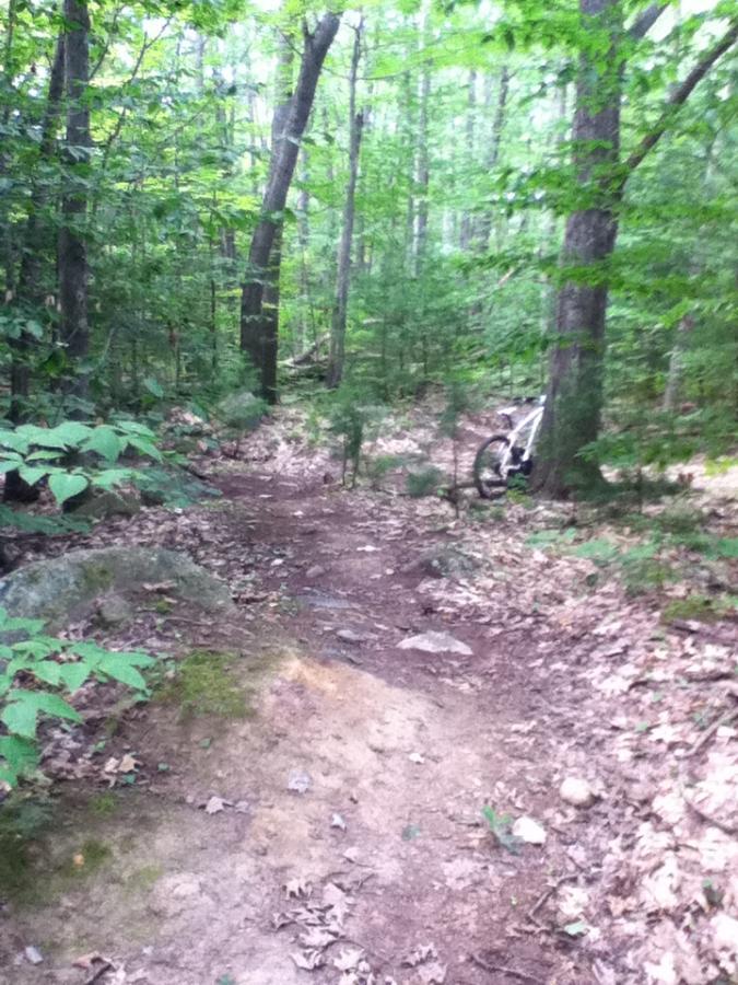 A dirt trail winding through a lush green forest, surrounded by tall trees and scattered rocks. Leaves cover the ground, and a bicycle is leaning against a tree on the right side of the path. Pine Ridge mountain bike trail.