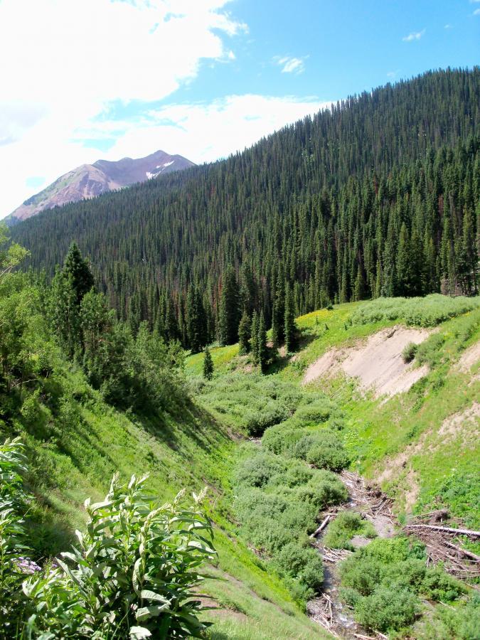 A scenic view of a lush, green valley surrounded by tall evergreen trees, with a winding creek running through the landscape. In the background, a mountain range rises under a blue sky dotted with clouds. The foreground features dense vegetation and small bushes. Trail 401 mountain bike trail.