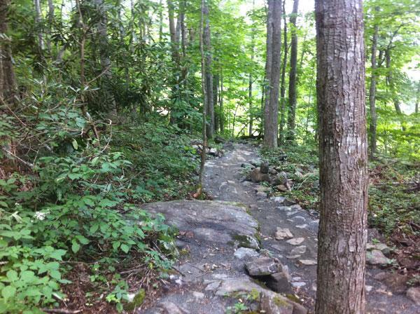 A narrow, winding hiking path through a lush forest, surrounded by green foliage and tall trees. The trail is rocky and slightly uneven, inviting exploration amidst nature. Rocky Knob Park mountain bike trail.