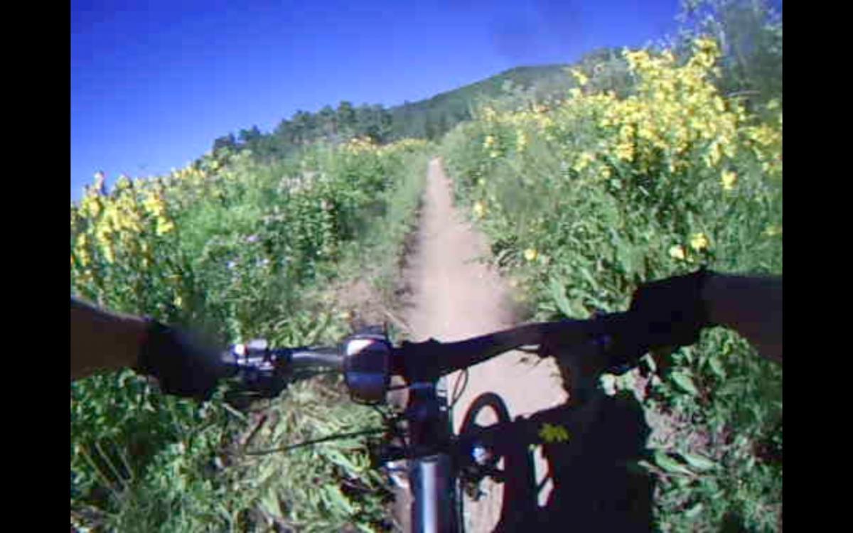 A close-up view of a mountain bike handlebar with hands wearing gloves, navigating a dirt path surrounded by tall green grass and wildflowers under a clear blue sky. Snodgrass mountain bike trail.