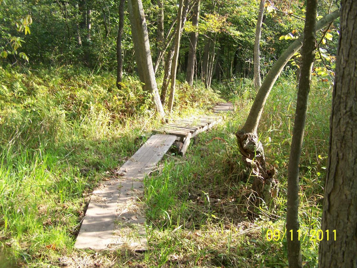 A wooden pathway winding through a lush green forest, surrounded by tall grasses and trees, with sunlight filtering through the leaves. Edwards Creek mountain bike trail.
