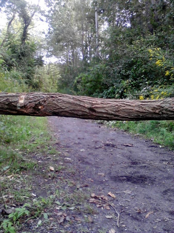 A fallen tree trunk blocking a dirt trail, surrounded by greenery and trees. Belmont Conservation mountain bike trail.