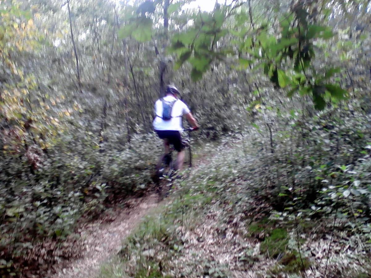 A person riding a mountain bike along a narrow, winding trail in a lush green forest, surrounded by trees and dense underbrush. The image captures the sense of adventure and exploration in nature. Belmont Conservation mountain bike trail.