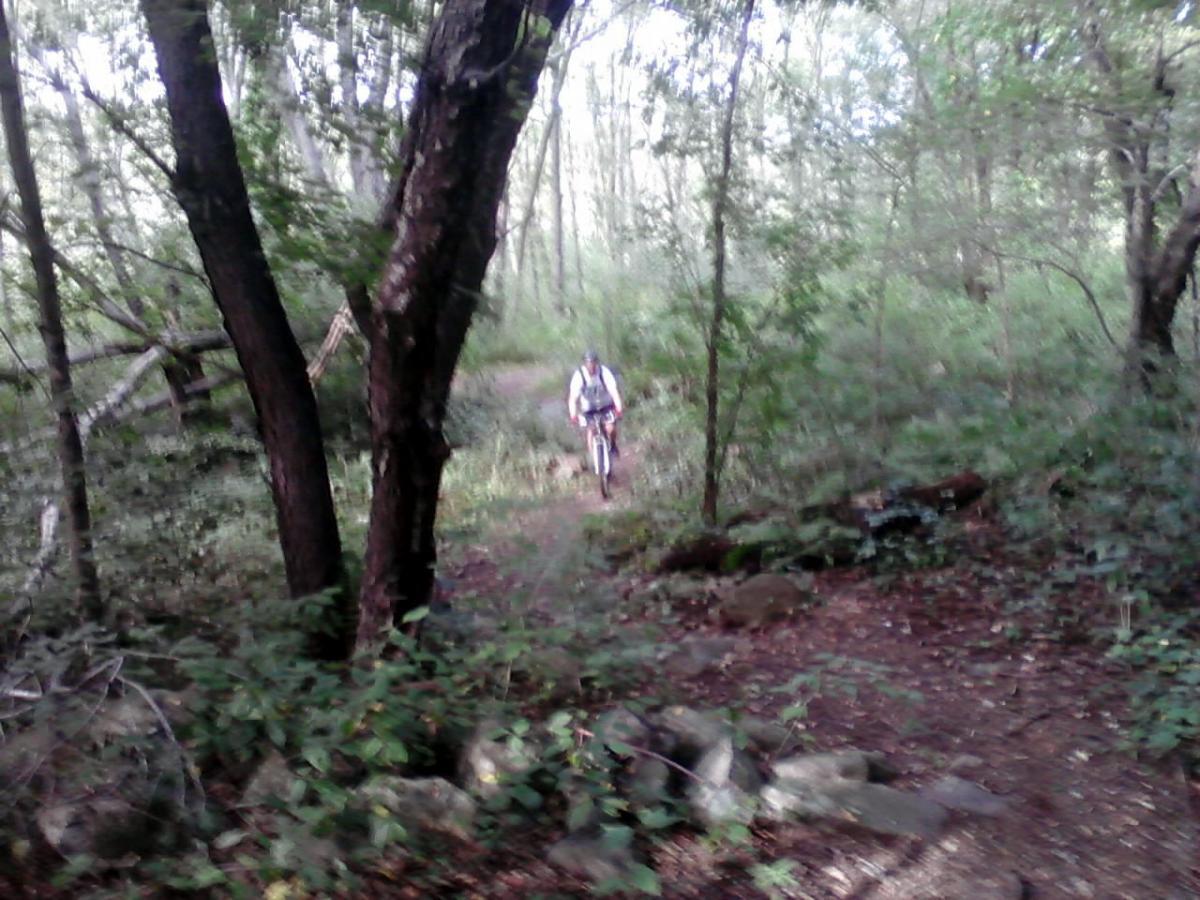 A cyclist navigates a narrow trail through a lush, wooded area, surrounded by trees and greenery. The path is lined with rocks and vegetation, creating a natural, serene environment. Soft sunlight filters through the foliage, illuminating the scene. Belmont Conservation mountain bike trail.