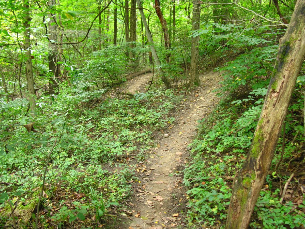 A narrow dirt trail winding through a lush green forest, surrounded by trees and undergrowth, with fallen leaves scattered on the ground. Findley State Park mountain bike trail.