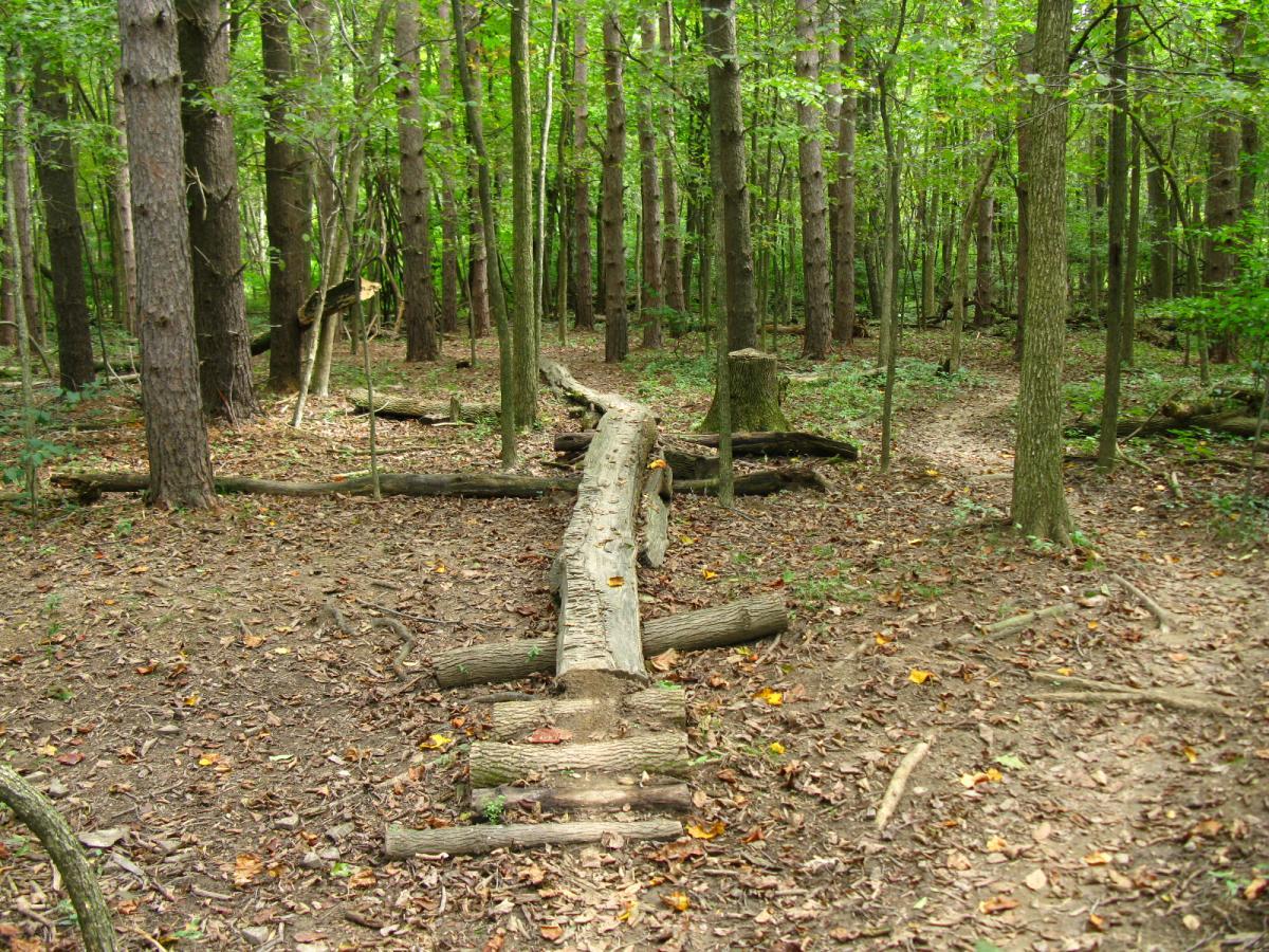 A tranquil forest scene featuring a wooded area with tall trees and a fallen log on the ground. The ground is covered with brown leaves and small plants, and a narrow dirt path winds through the trees in the background. Findley State Park mountain bike trail.
