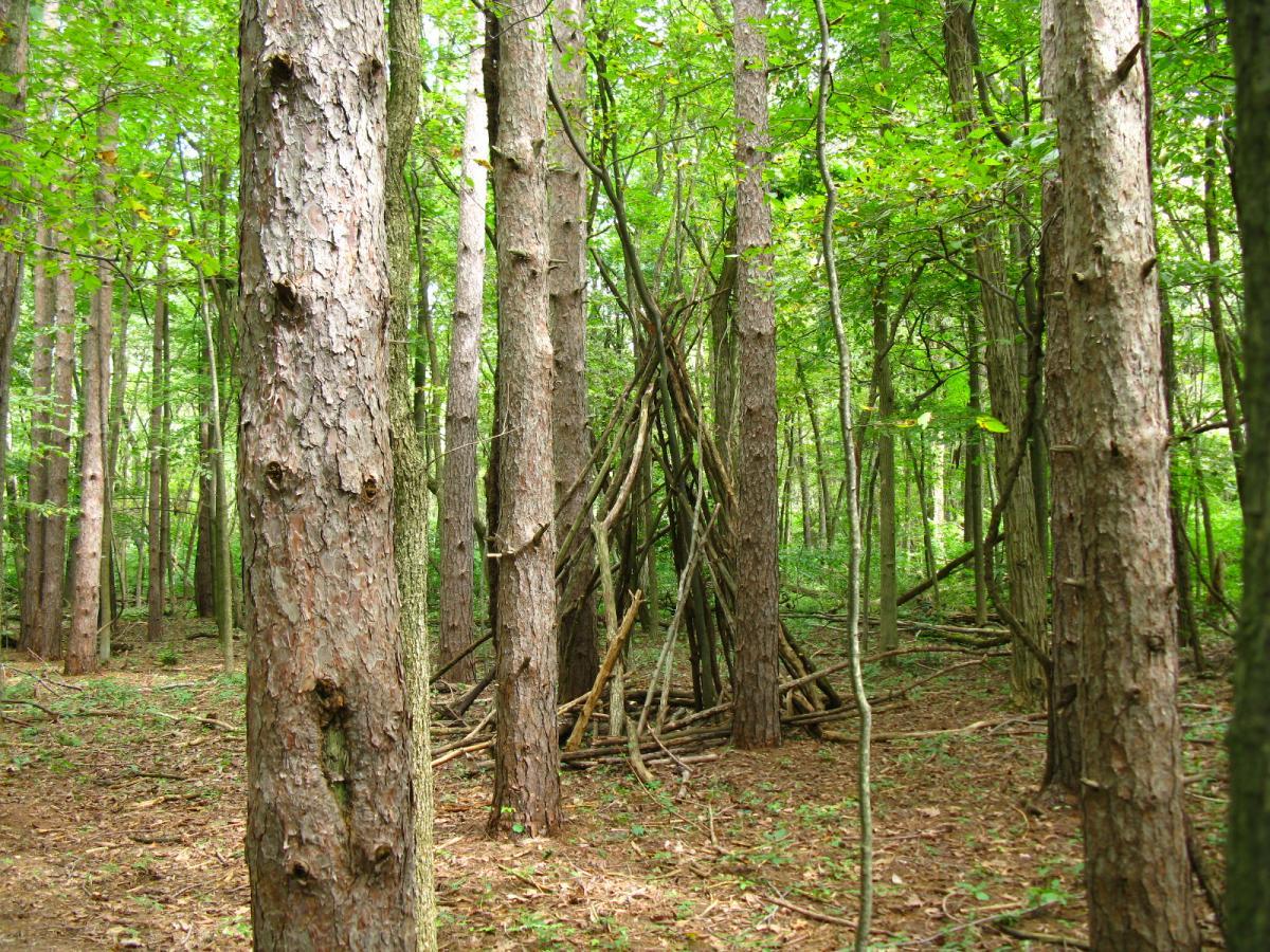 A forest scene featuring several tall trees with textured bark and lush green foliage. In the background, there is a structure made of branches and sticks, resembling a makeshift shelter, set against a natural woodland floor covered with fallen leaves and small plants. Findley State Park mountain bike trail.