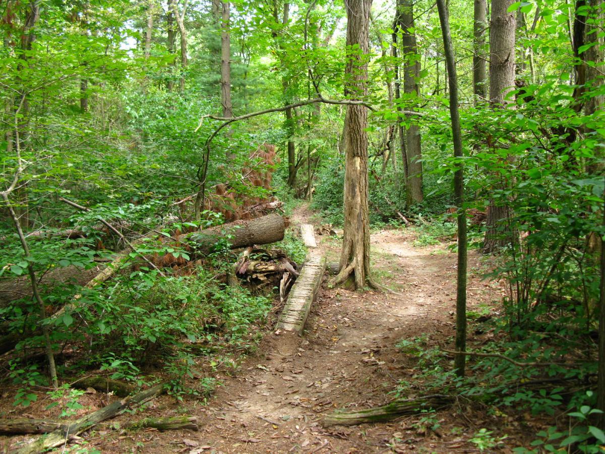 A winding dirt path through a lush green forest, surrounded by tall trees and underbrush, with fallen logs and branches on the ground. Sunlight filters through the leaves, creating a serene and natural atmosphere. Findley State Park mountain bike trail.