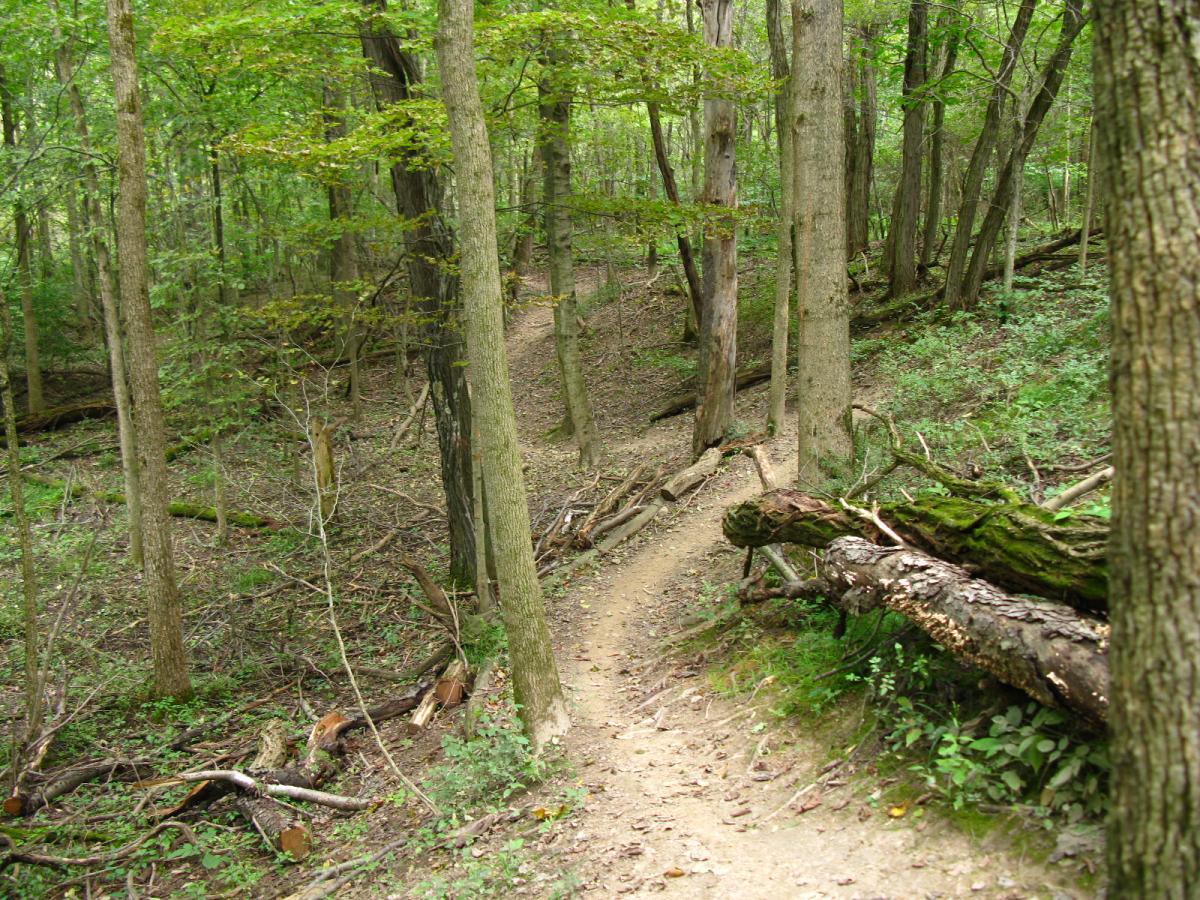 A winding dirt trail through a lush green forest, surrounded by tall trees and scattered fallen branches. The pathway is flanked by greenery, creating a serene and natural atmosphere. Findley State Park mountain bike trail.