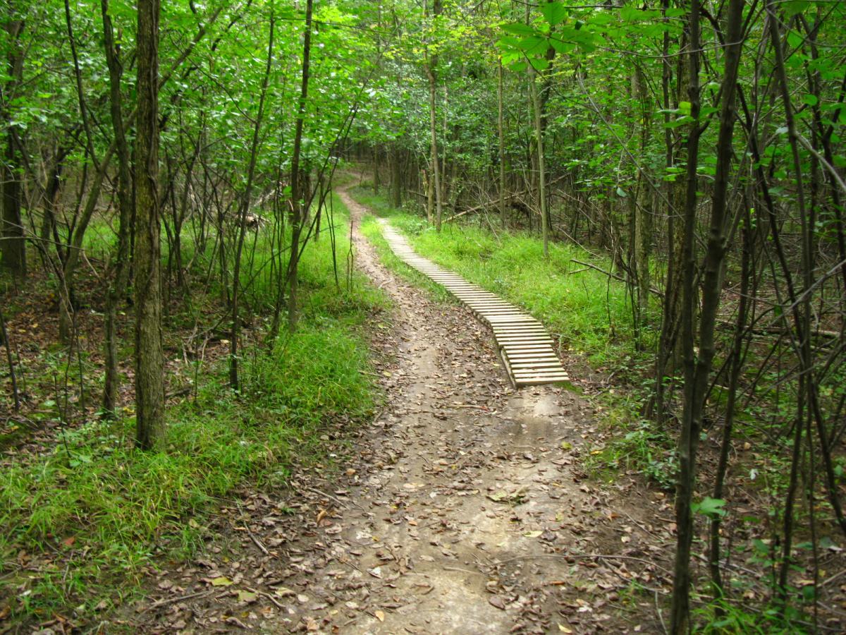 A winding dirt path through a lush green forest, with a wooden boardwalk segment providing access over a muddy area. Surrounding the path are tall trees and dense foliage, creating a serene and tranquil natural setting. Findley State Park mountain bike trail.