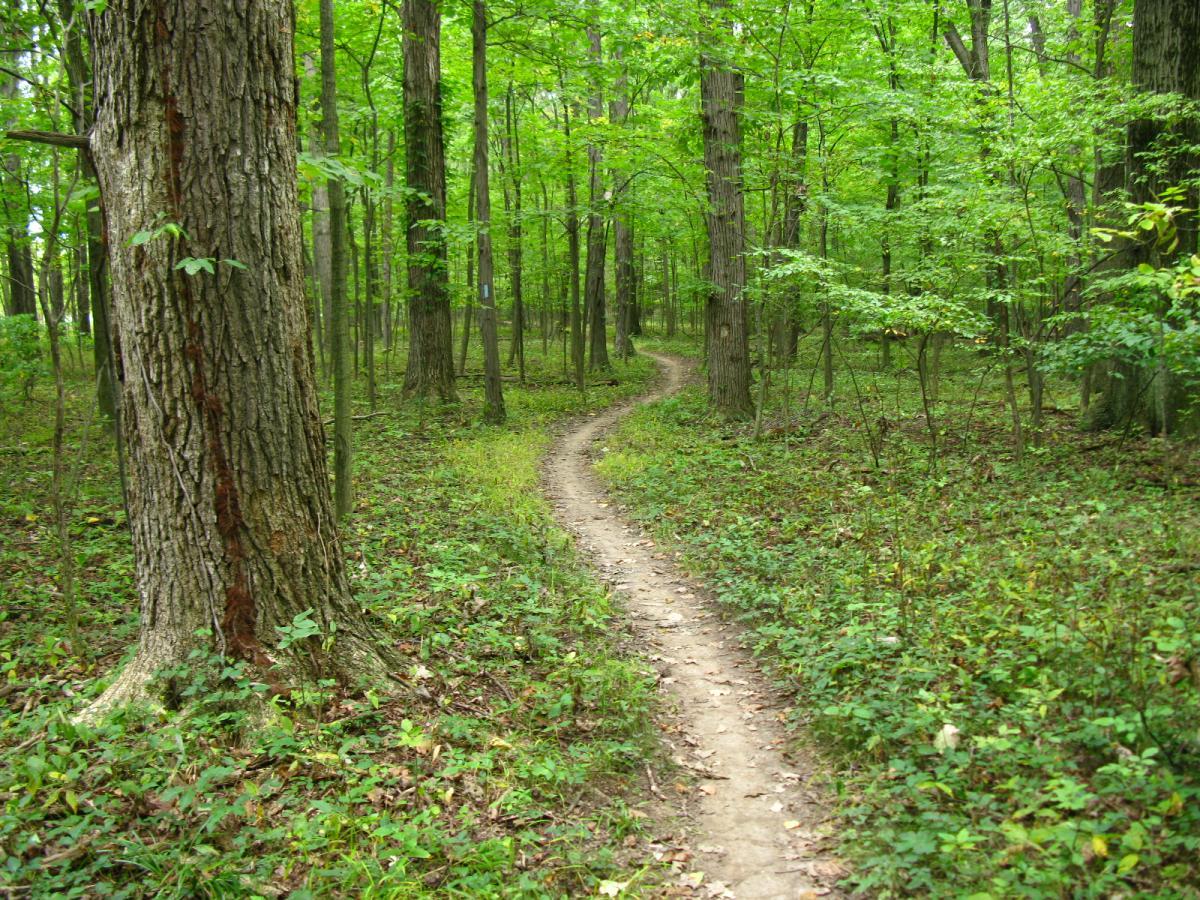 A winding dirt path through a lush, green forest, flanked by tall trees and undergrowth. The scene features a rich display of foliage and sunlight filtering through the leaves, creating a serene and inviting atmosphere for a leisurely walk or hike. Findley State Park mountain bike trail.