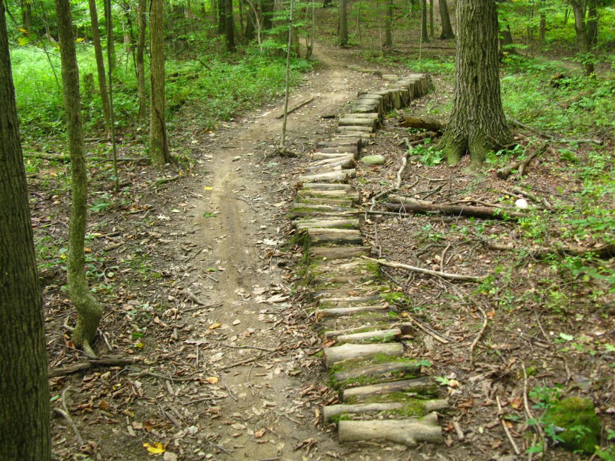 A winding dirt trail in a forest setting, bordered by trees and foliage. A pathway of wooden logs is arranged as step-like features along one side of the trail. The surrounding area is covered with leaves, small branches, and greenery, creating a serene, natural environment. Findley State Park mountain bike trail.