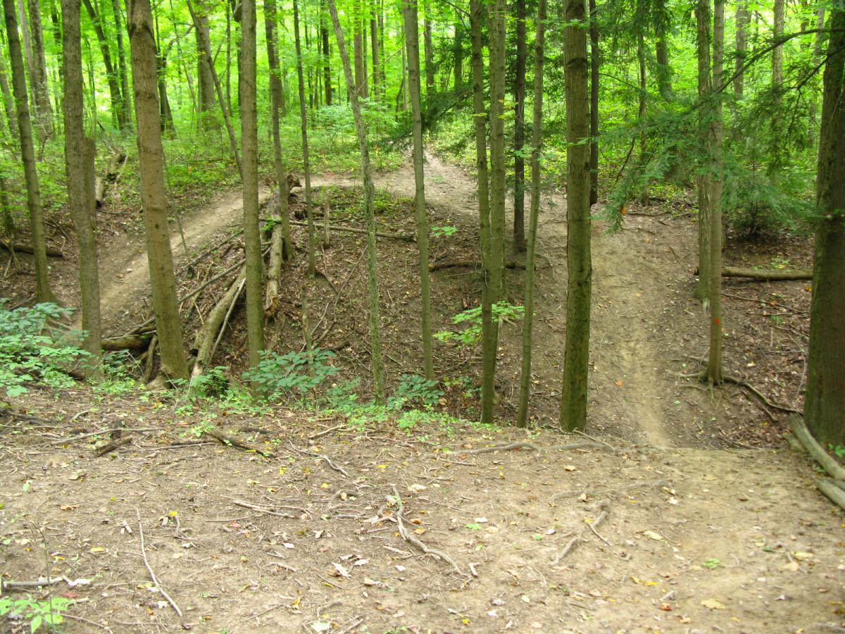A wooded area with lush green trees and a dirt path that forks into two directions, surrounded by underbrush and fallen branches. The scene captures a serene, natural environment, inviting exploration. Findley State Park mountain bike trail.