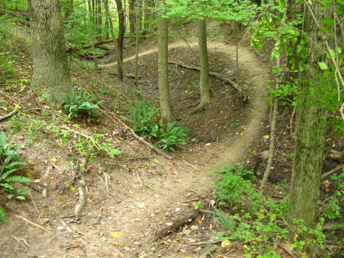 A winding dirt trail surrounded by lush greenery and trees in a forested area. Small ferns and fallen leaves are visible along the path, which curves gently through the woods. Findley State Park mountain bike trail.