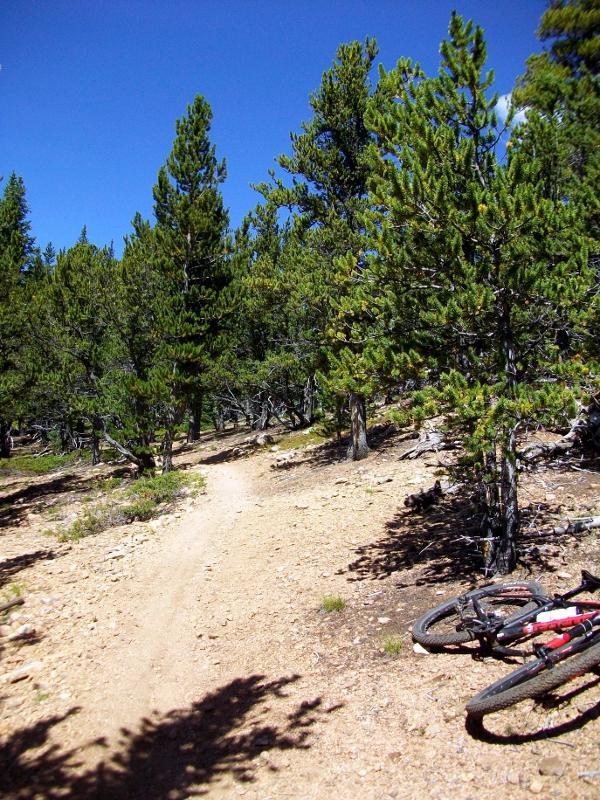 A dirt trail winding through a pine forest, with a mountain bike lying on the ground in the foreground. Sunlight filters through the trees, creating a bright and inviting scene. Colorado Trail: Kenosha Pass To Breckenridge mountain bike trail.