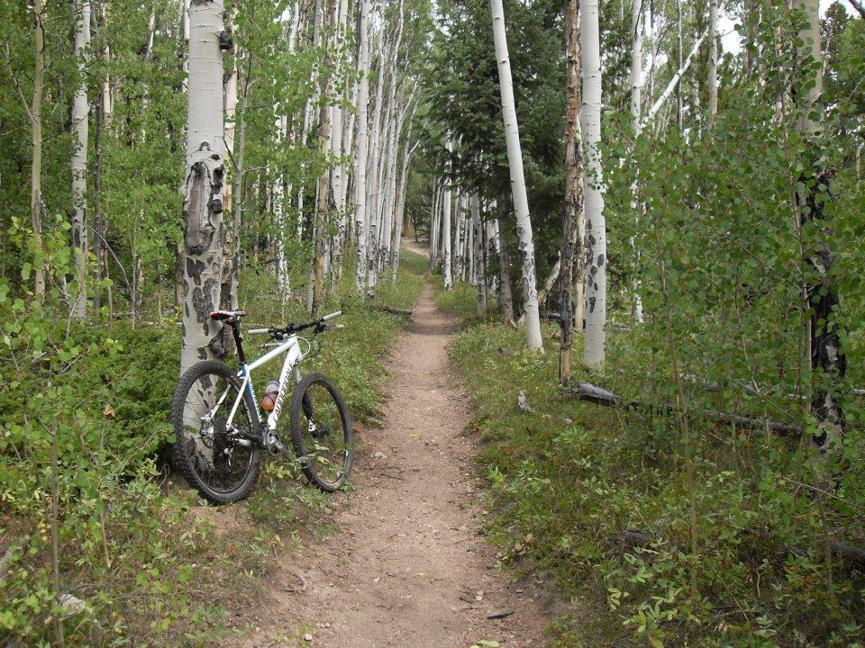 A mountain bike resting against a tree along a dirt path surrounded by tall aspen trees and lush greenery, with a winding trail leading into the distance. Colorado Trail mountain bike trail.