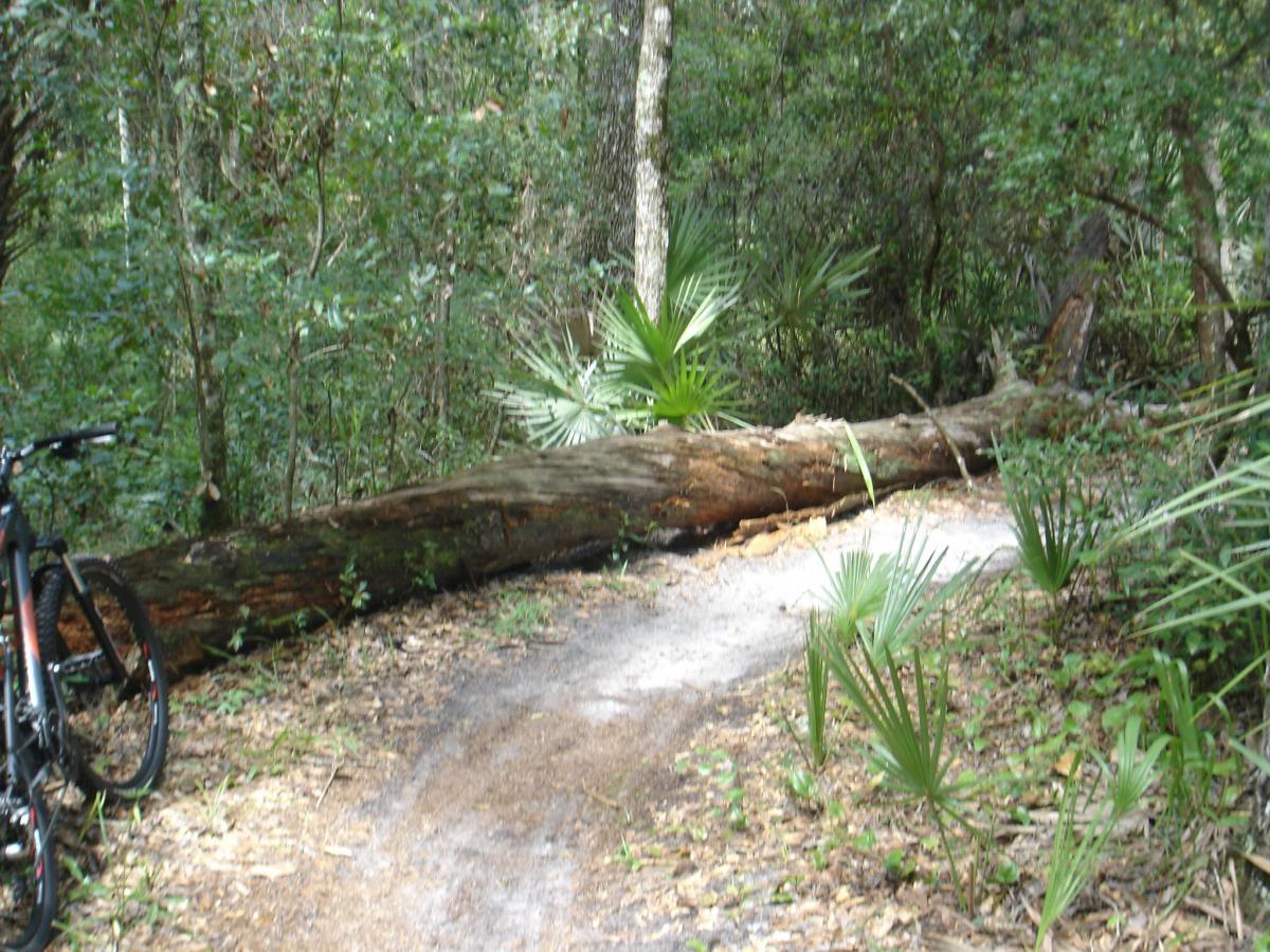 A narrow dirt path in a forest with a fallen tree blocking part of the trail. A mountain bike is parked to the left, surrounded by lush greenery, including palm-like plants and dense foliage. Sunlight filters through the trees, illuminating the scene. Spruce Creek Preserve mountain bike trail.