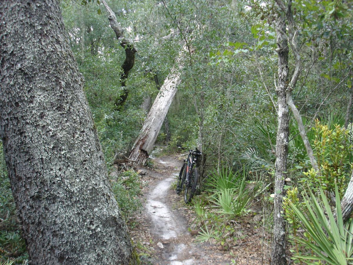 A narrow dirt path winds through a dense forest, bordered by tall trees and lush greenery. A bicycle leans against a tree on the side of the trail, suggesting a spot for rest or exploration. The scene conveys a peaceful, natural setting ideal for hiking or biking. Spruce Creek Preserve mountain bike trail.