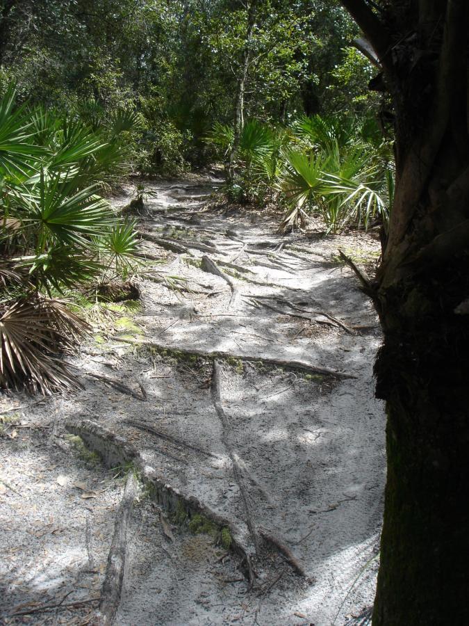A narrow dirt path winding through a lush forest, surrounded by dense greenery and palm-like plants. Sunlight filters through the trees, casting dappled shadows on the ground, which is covered in sand and exposed tree roots. Spruce Creek Preserve mountain bike trail.
