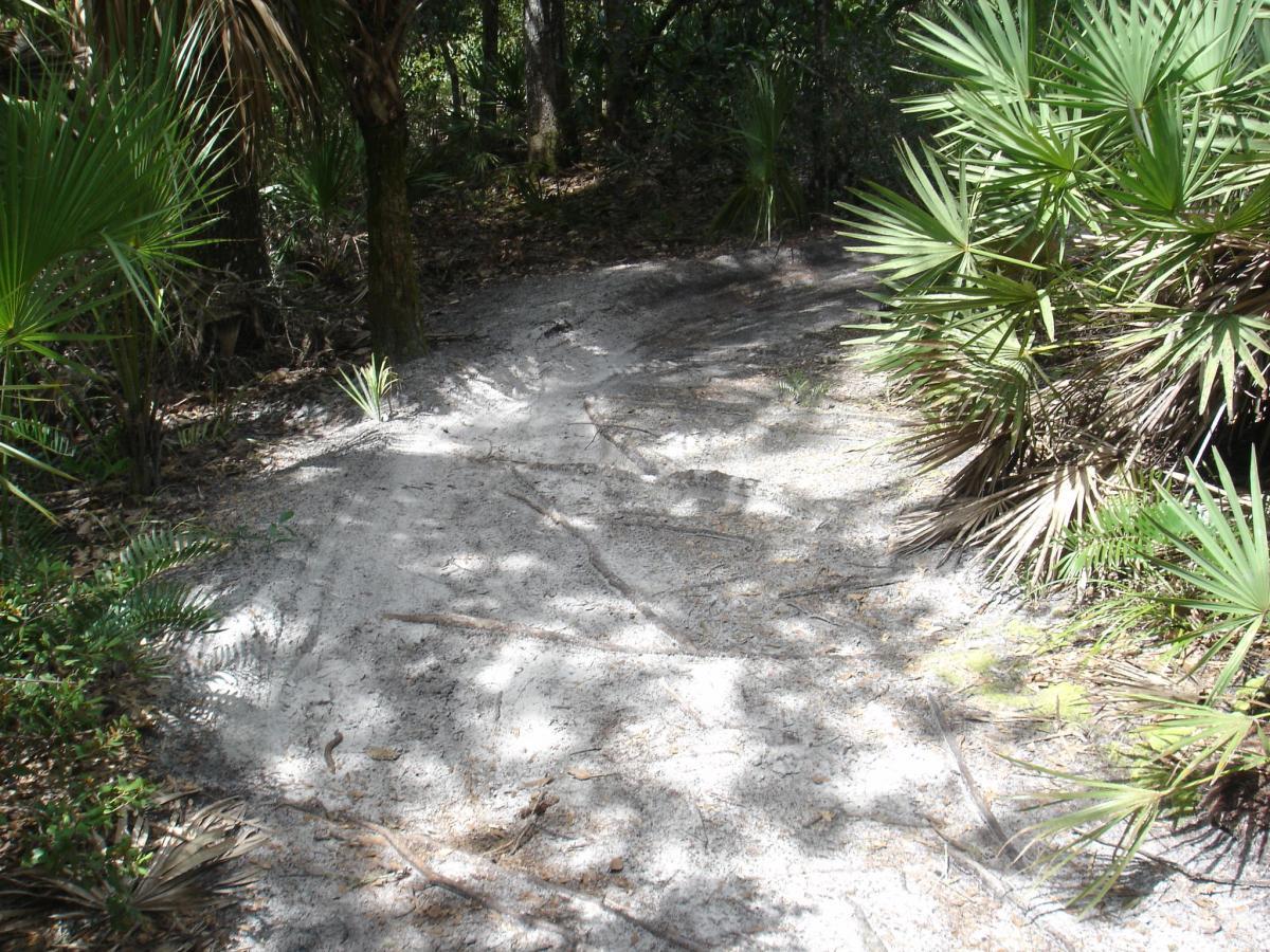 A sandy, winding trail surrounded by dense greenery in a wooded area, including palm fronds and various plants, with dappled sunlight filtering through the trees. Spruce Creek Preserve mountain bike trail.