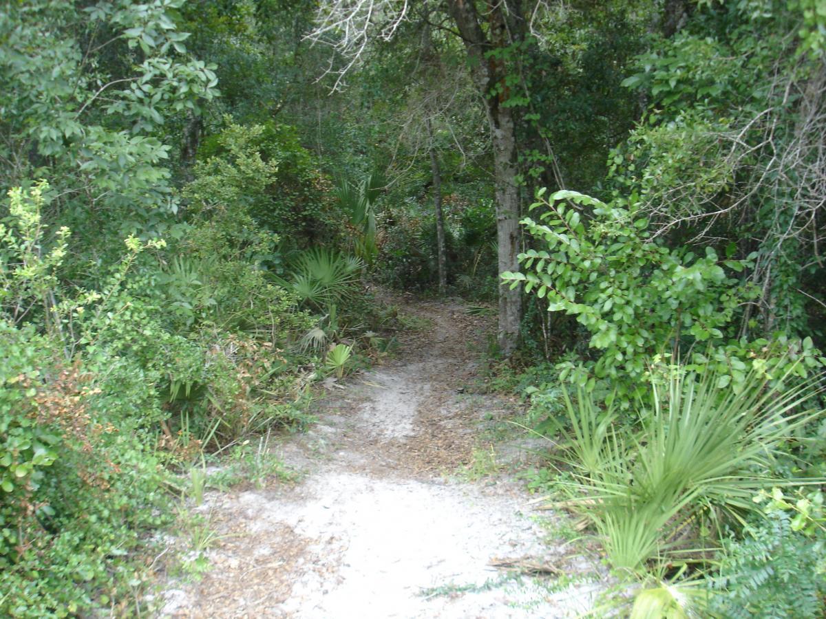 A narrow dirt path winding through a lush, green forest filled with various plants, shrubs, and trees. The scene is tranquil, showcasing the natural beauty of the surroundings with scattered palm leaves and dense foliage on either side of the path. Spruce Creek Preserve mountain bike trail.