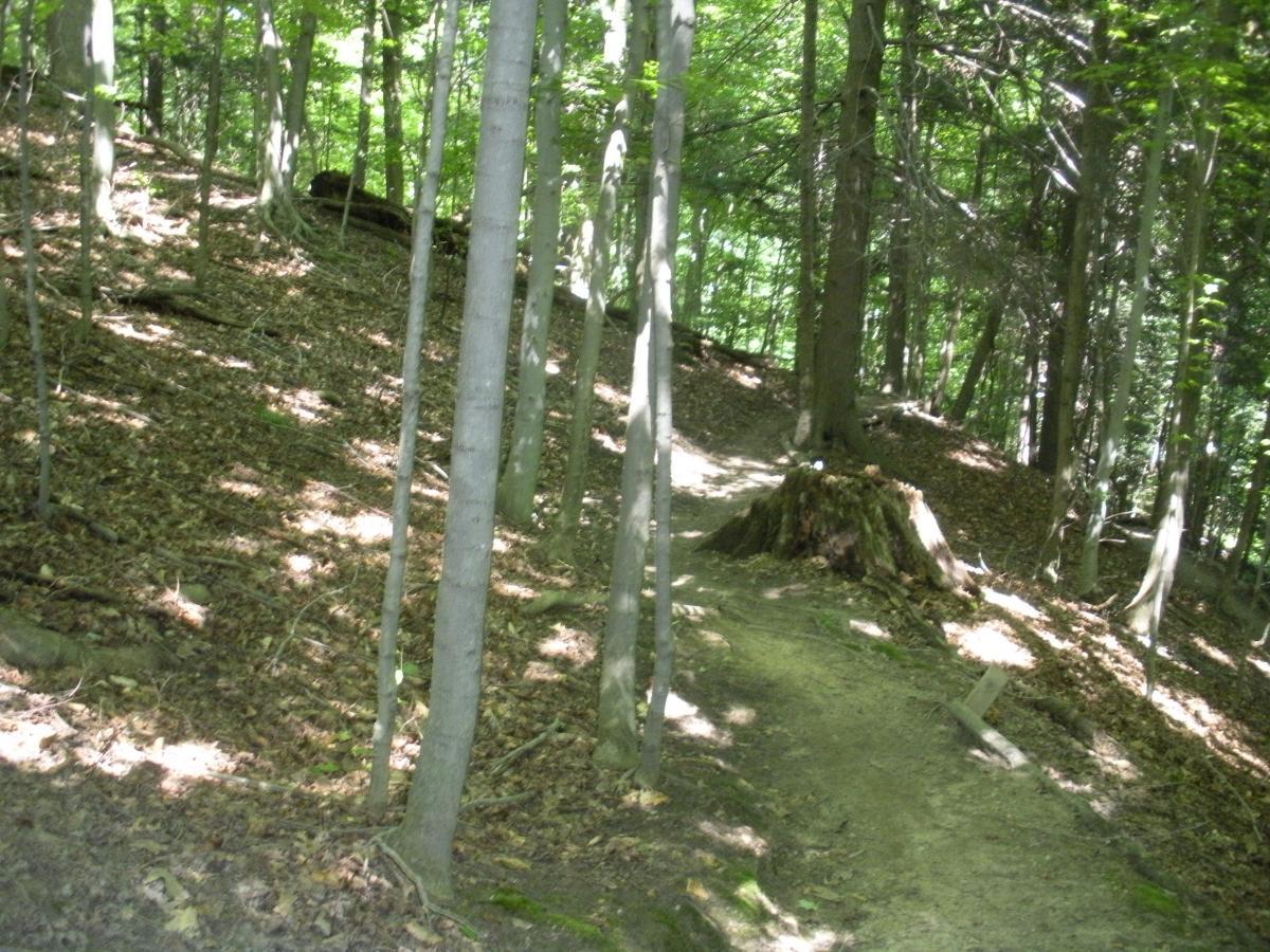 A forest path winding through trees, with dappled sunlight filtering through the leaves. The ground is covered with fallen leaves, and a tree stump is visible on the side of the path. Ruby Trail (ruby Campground) mountain bike trail.