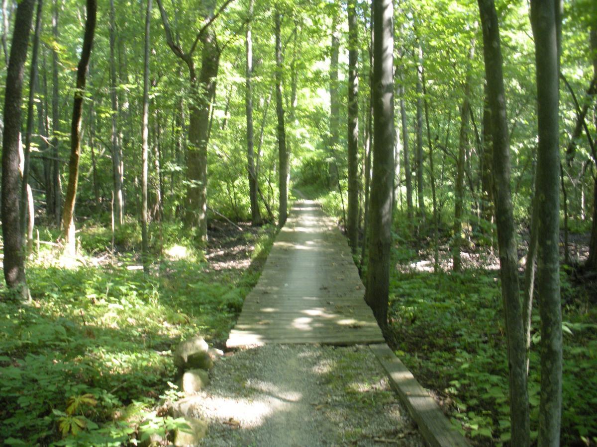 A wooden boardwalk pathway meanders through a lush green forest, with tall trees and dense foliage surrounding it, creating a serene and natural environment. Sunlight filters through the leaves, casting a gentle light on the trail. Addison Oaks mountain bike trail.