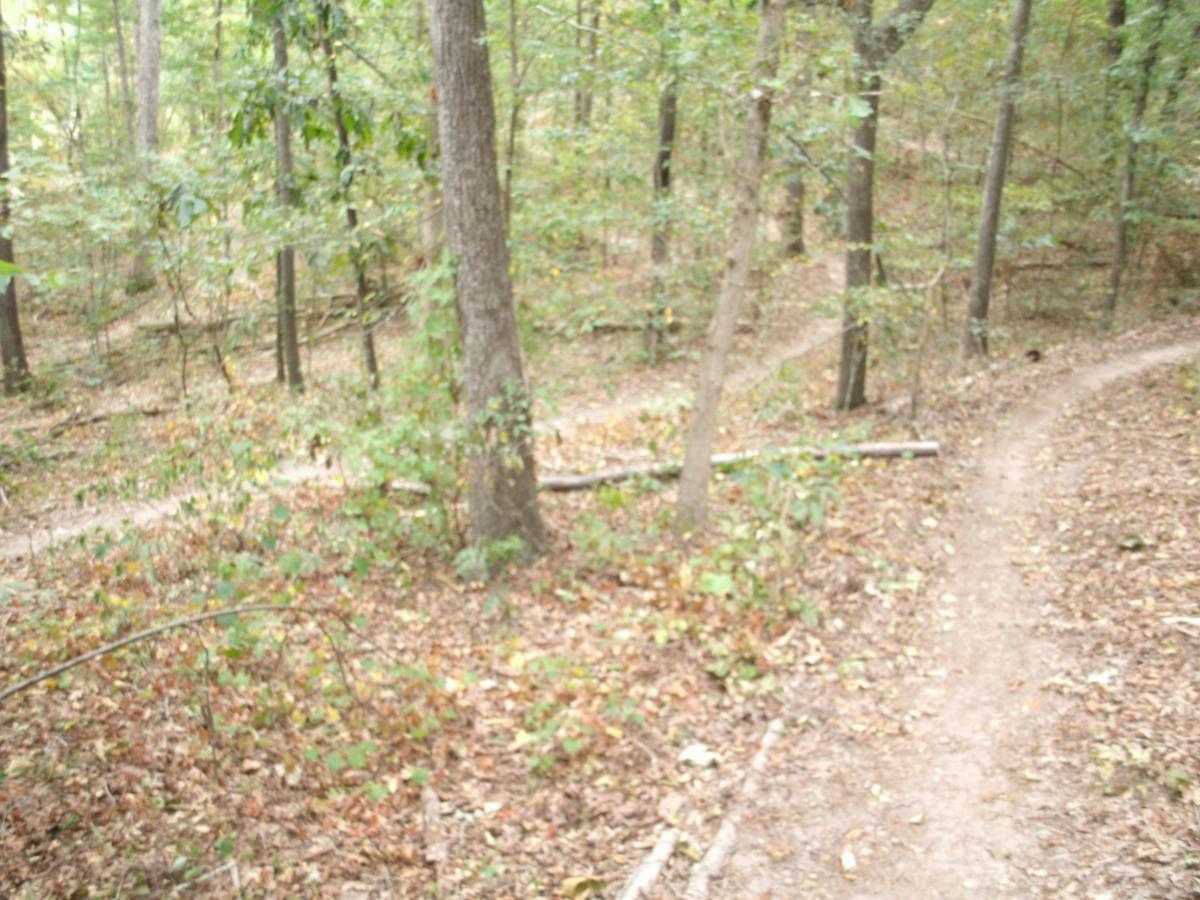 A winding dirt path through a wooded landscape, surrounded by trees and scattered fallen leaves on the ground. The scene is set in a tranquil forest environment, with greenery and soft lighting, suggesting a peaceful hiking trail. Water Tank Trail mountain bike trail.