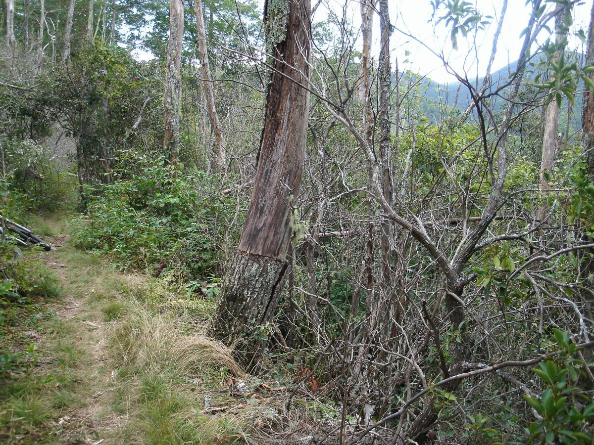Alt text: A narrow dirt path winding through a dense, green forest with various trees and shrubs on either side. A prominent, partially stripped tree trunk leans slightly along the path, with a backdrop of mountainous terrain visible in the distance. Panthertown Valley mountain bike trail.