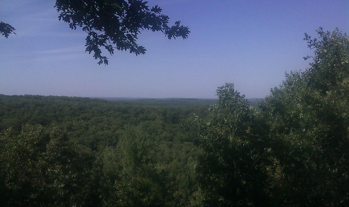 A scenic view of a lush green forest under a clear blue sky, framed by tree branches in the foreground. The landscape stretches far into the distance, showcasing a vast expanse of trees and gentle hills. Big M mountain bike trail.