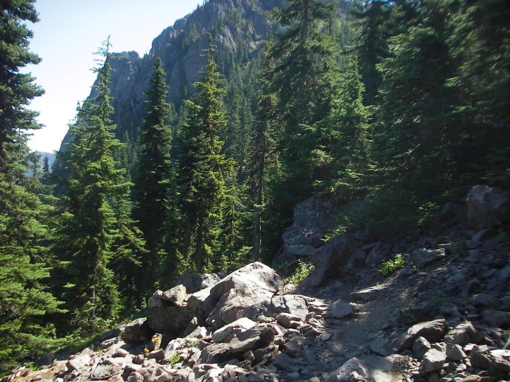 A scenic view of a rocky forest trail surrounded by tall evergreen trees, leading towards a mountainous backdrop under a clear blue sky. The path is lined with large rocks, indicating a rugged terrain, while sunlight filters through the dense foliage. Kachess Ridge Loop mountain bike trail.